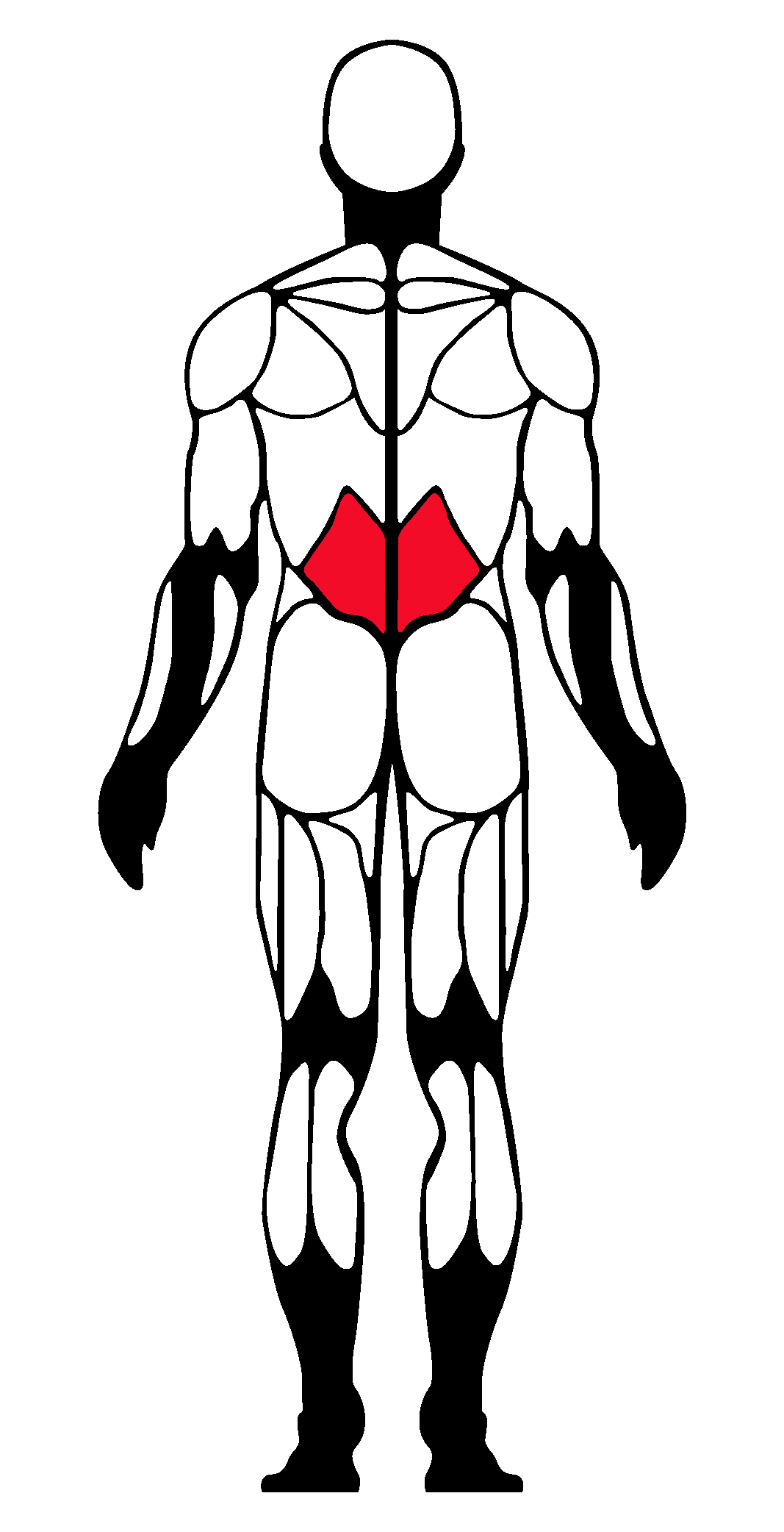 Musculation lombaires
