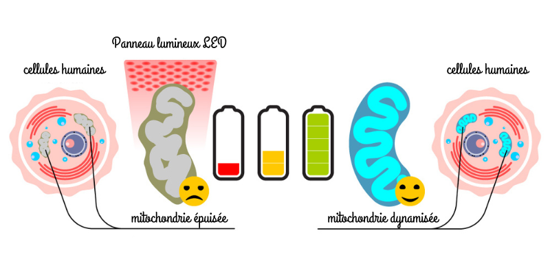 fonctionnement-luminotherapie-bienfaits-sportifs-corporelles-sante-musculation-fitness.png